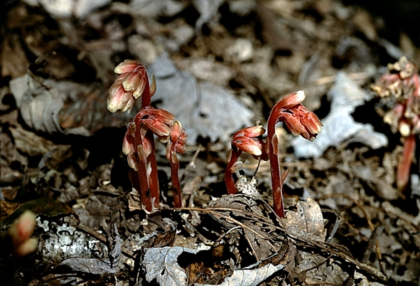 {Hypopitys monotropa}
